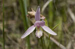 Rose pogonia <BR>Snakemouth orchid